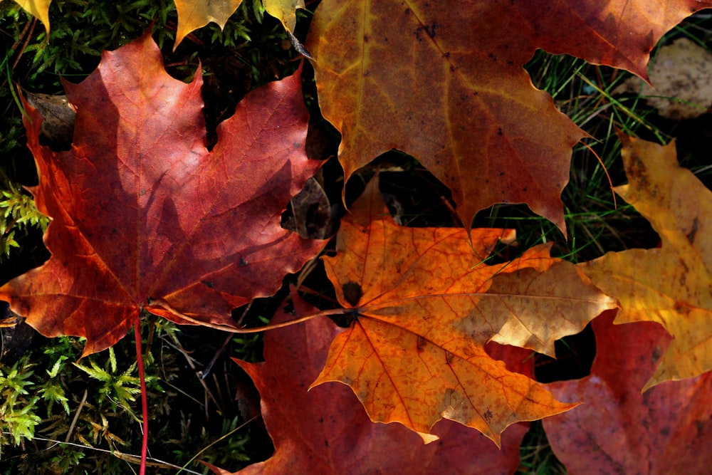 hojas de arce rojas y verdes en el suelo
