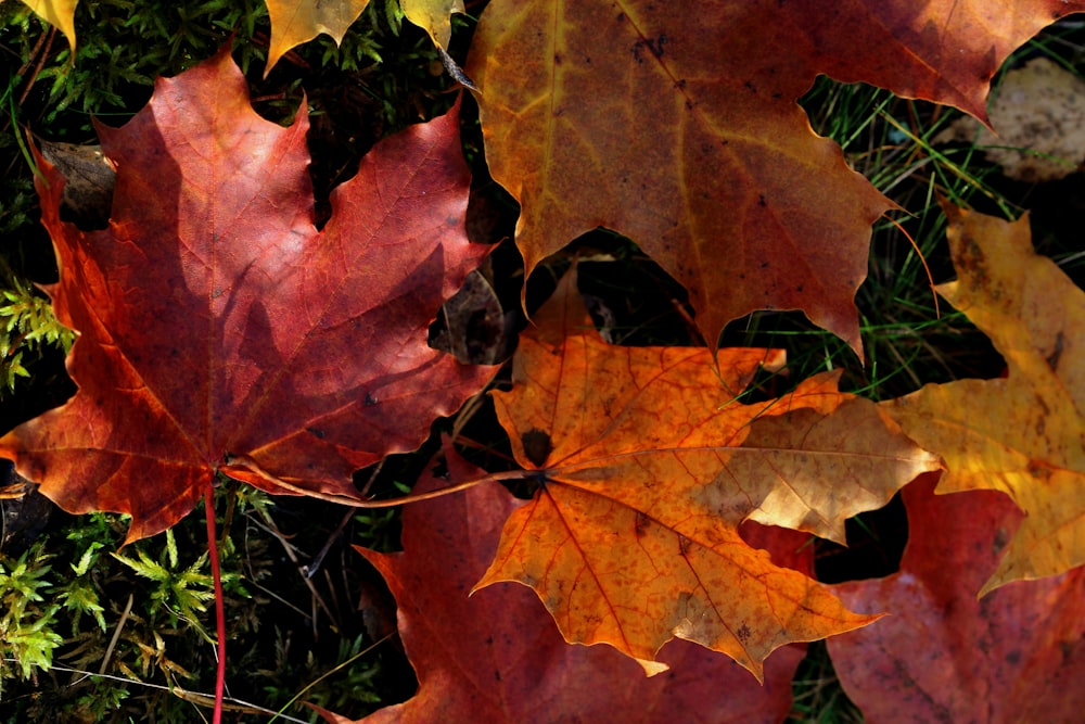 red and green maple leaves on ground