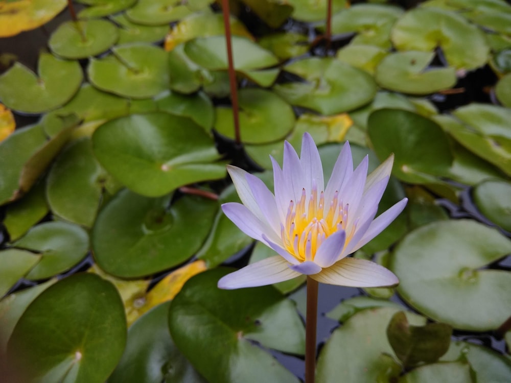 a purple water lily in a pond surrounded by lily pads