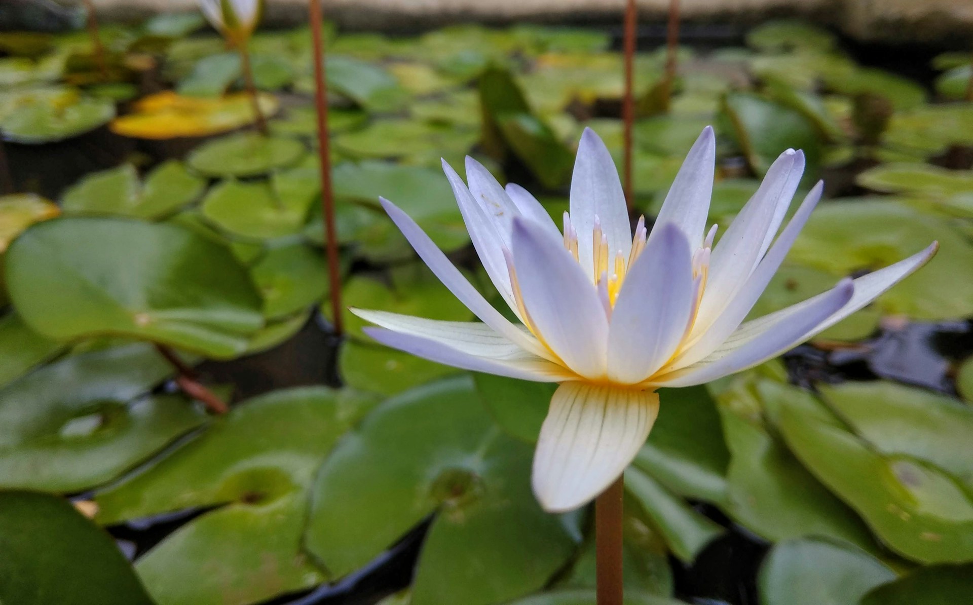 white lotus flower in bloom during daytime