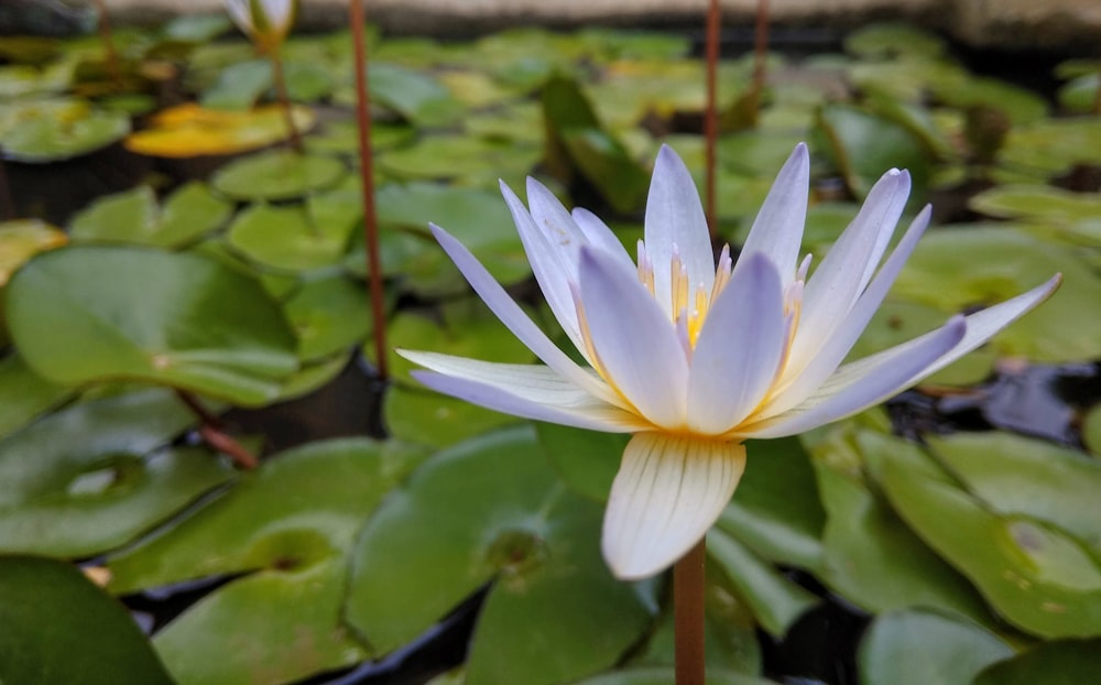 white lotus flower in bloom during daytime