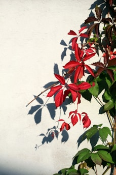 green and red leaves on white wall