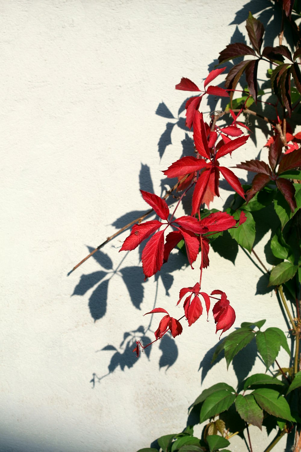 白い壁に緑と赤の葉