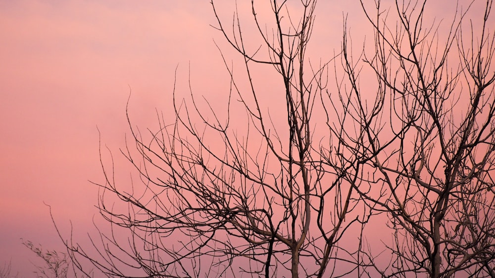 leafless tree under orange sky