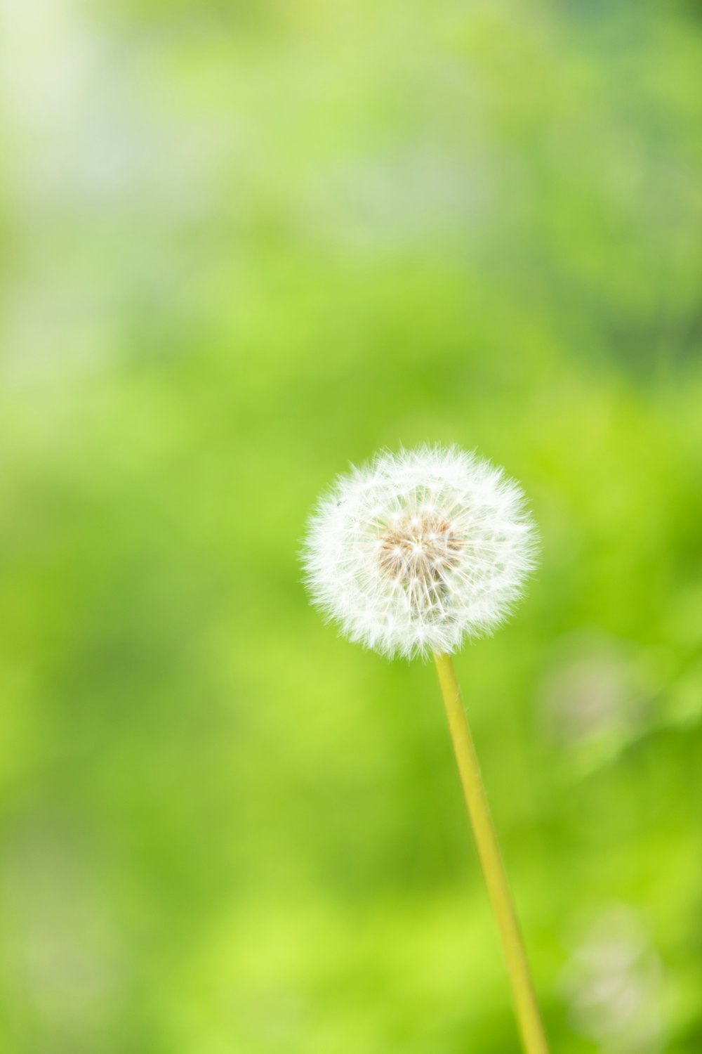 white dandelion in close up photography