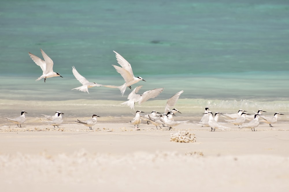 flock of white birds on beach during daytime