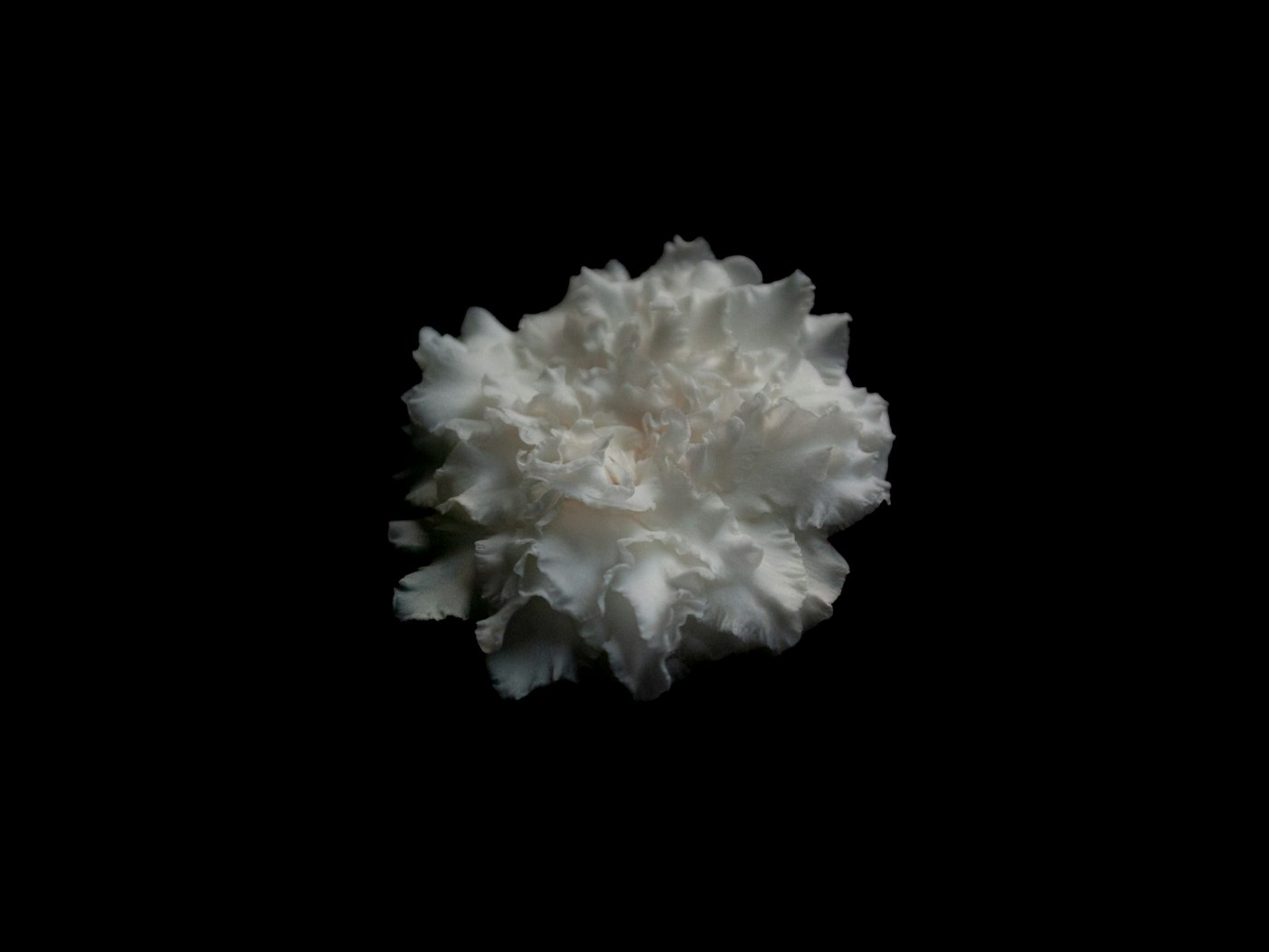 Close up of a white flower on a black background