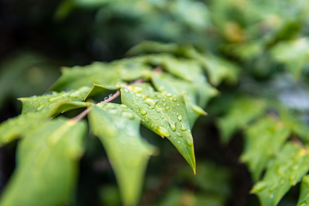 water droplets on green leaf