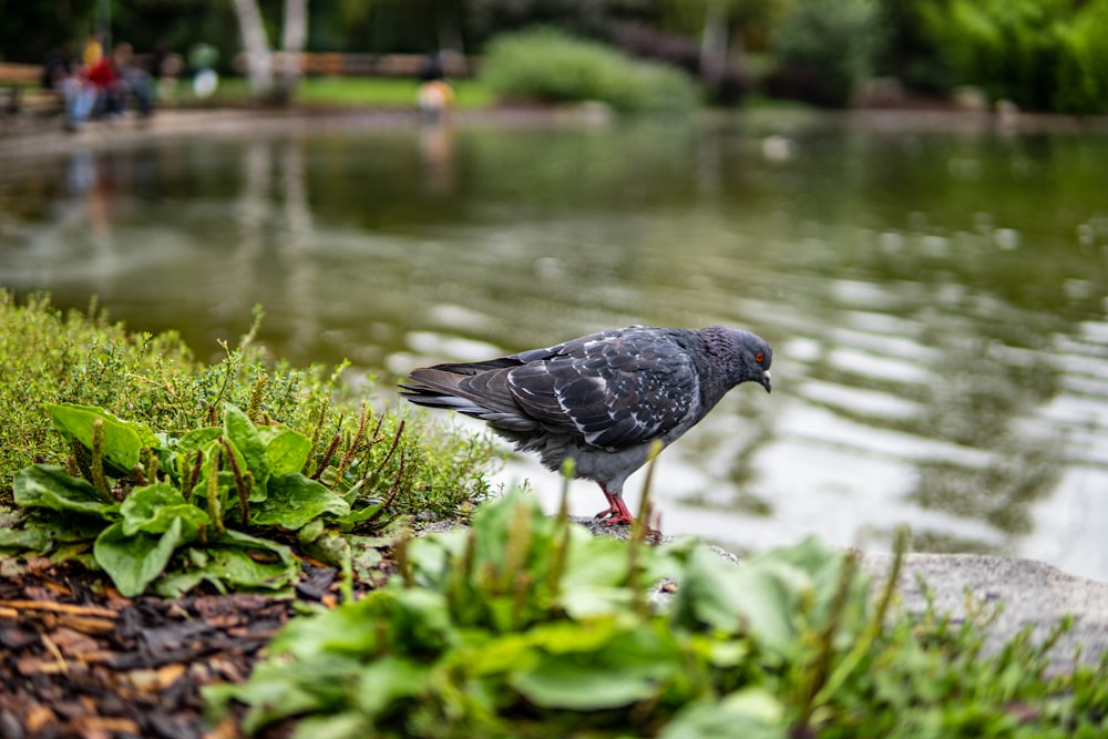 black bird on green grass near body of water during daytime