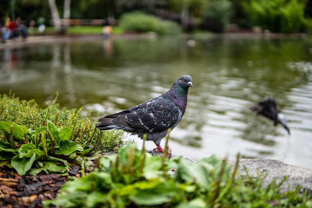 black and white bird on green grass near body of water during daytime