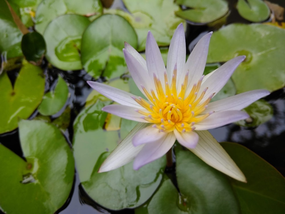 white and purple lotus flower