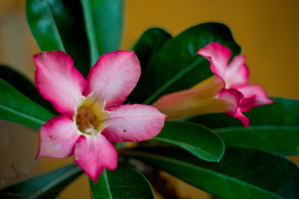 pink flower with green leaves