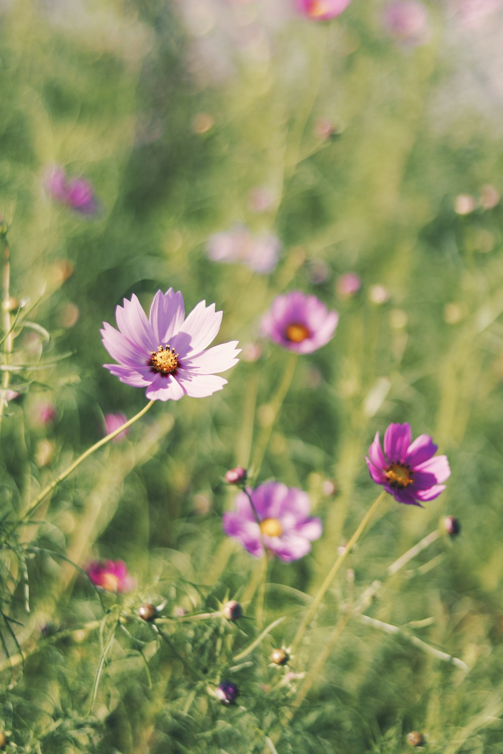 purple and white flowers in tilt shift lens