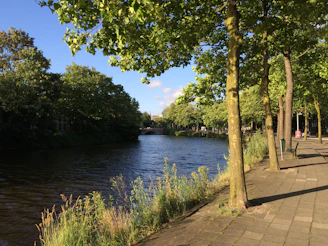 A vibrant riverside scene showing volunteers planting trees and cleaning the water’s edge under a bright sky.