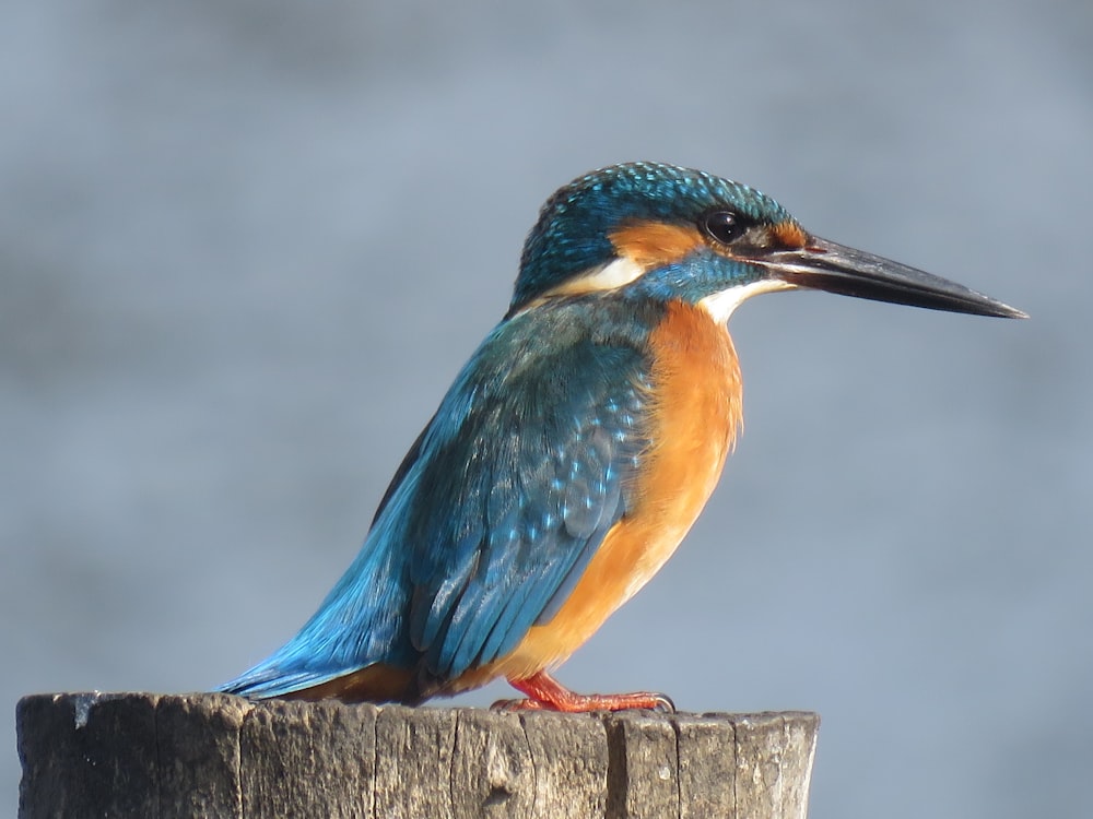 blue and orange bird on brown wooden post