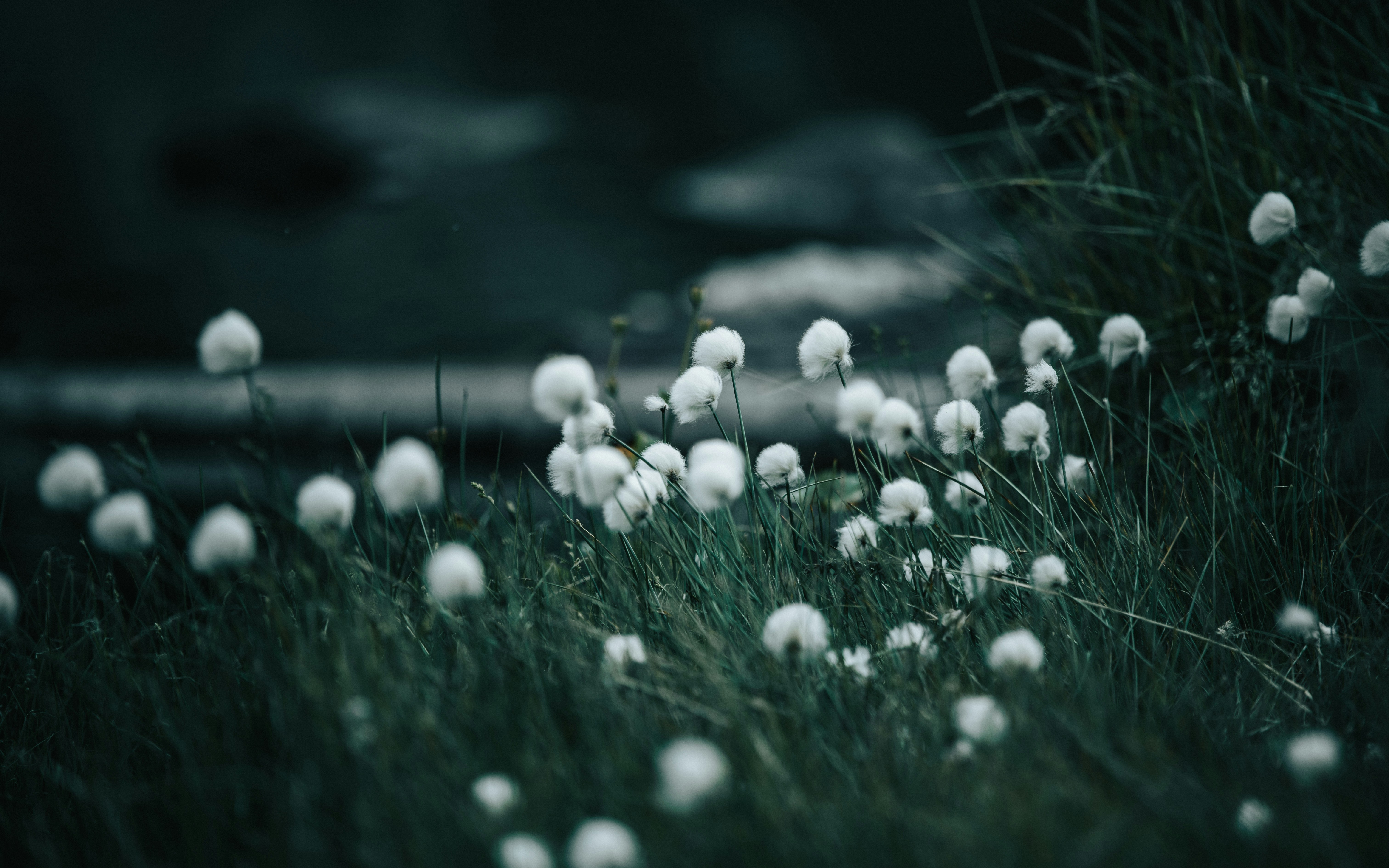 Photo by tamas_tuzeskatai