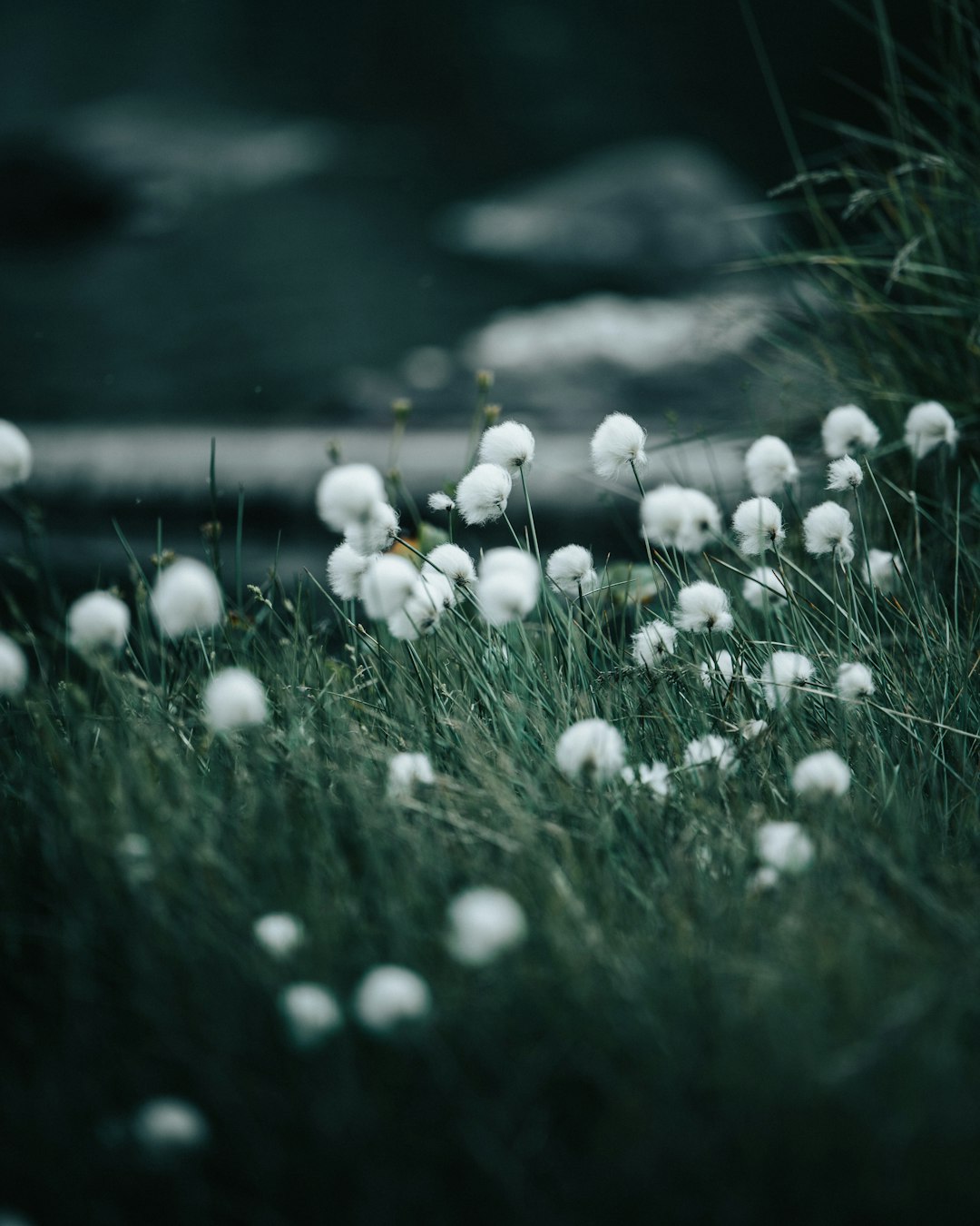 white dandelion flowers in green grass field