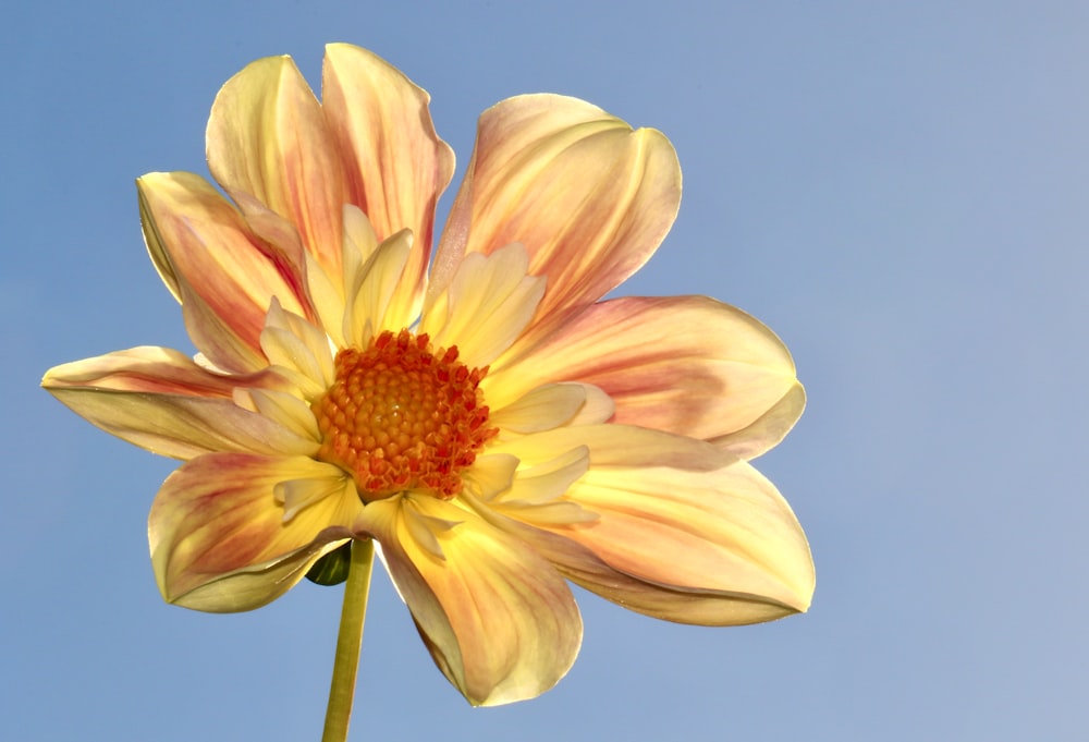 gelbe und rote Blüte unter blauem Himmel tagsüber