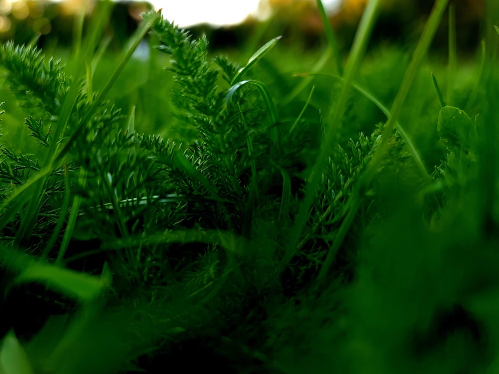green grass in macro lens