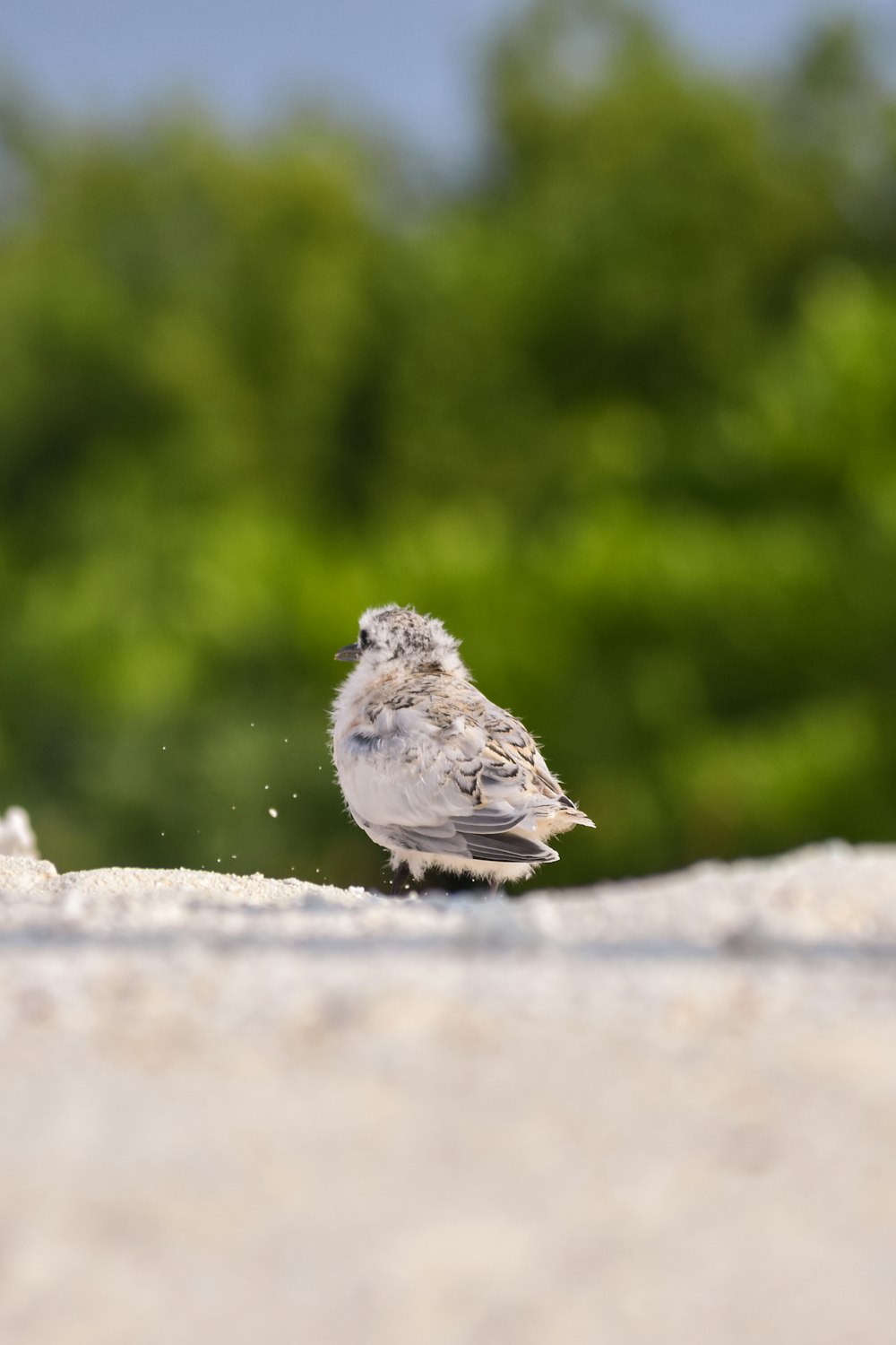 white and gray bird on white rock during daytime