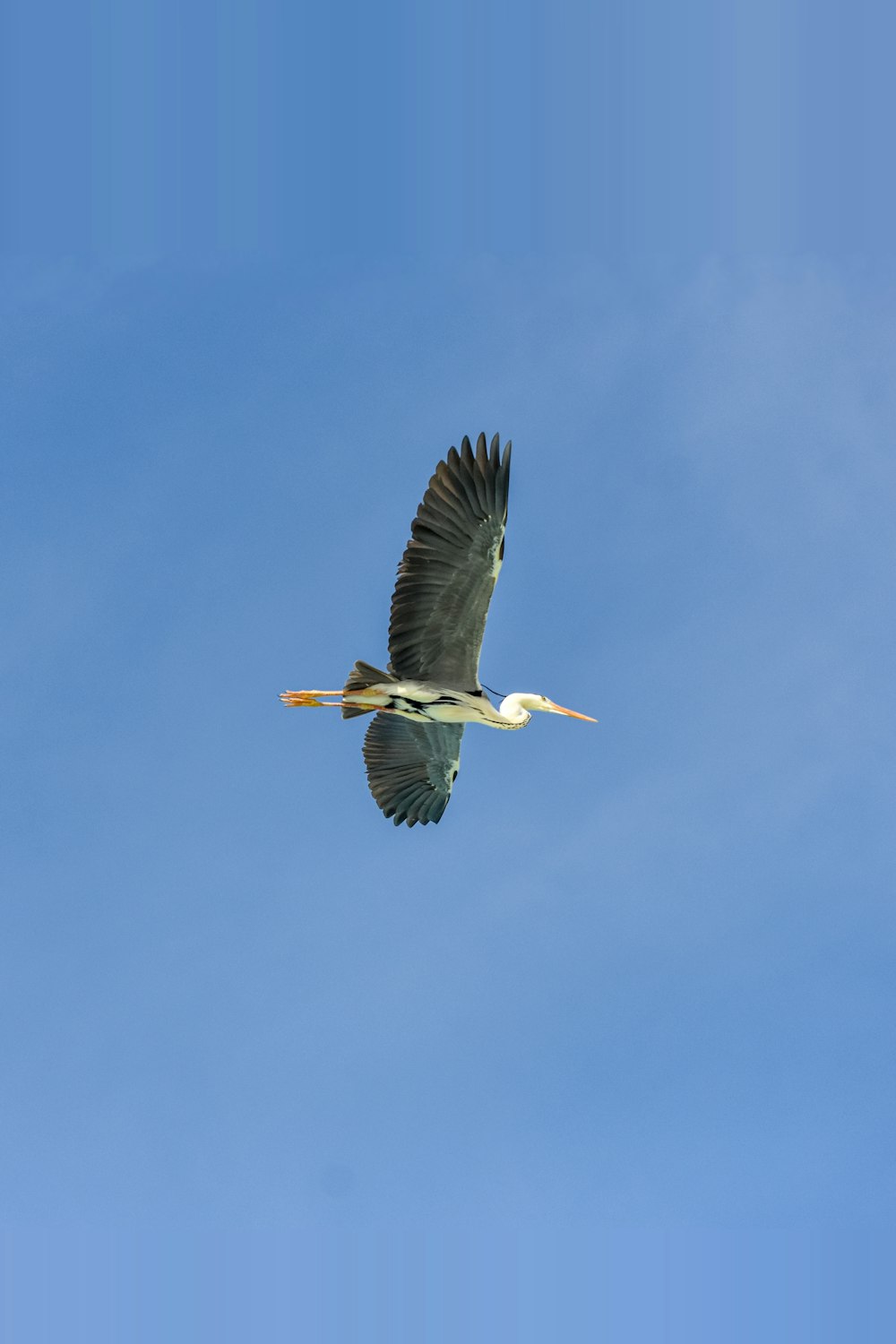 Schwarz-weißer Vogel, der tagsüber unter blauem Himmel fliegt