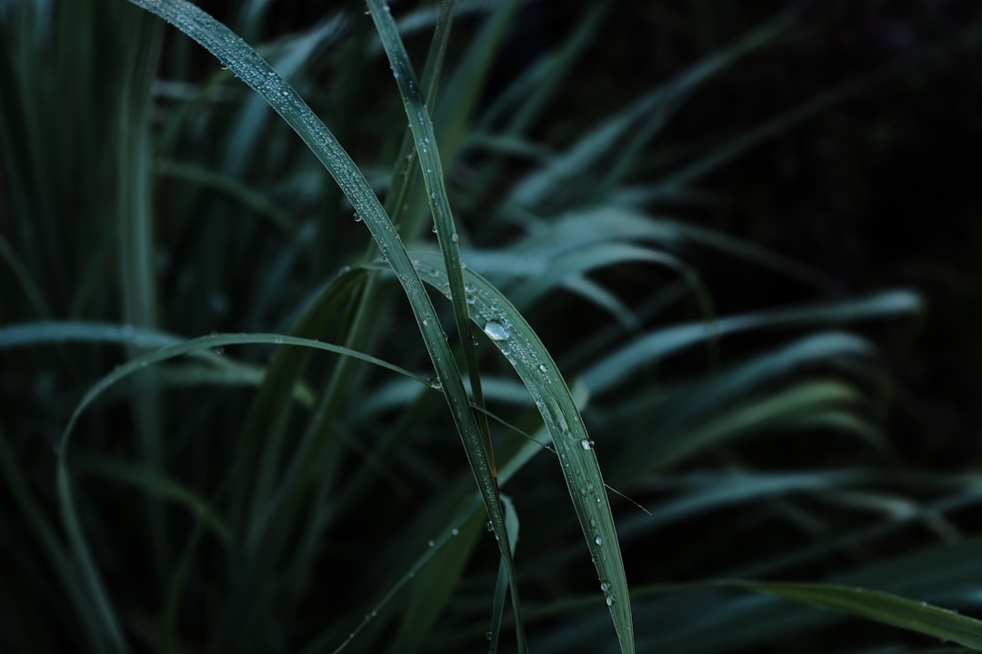 green plant stem with water droplets