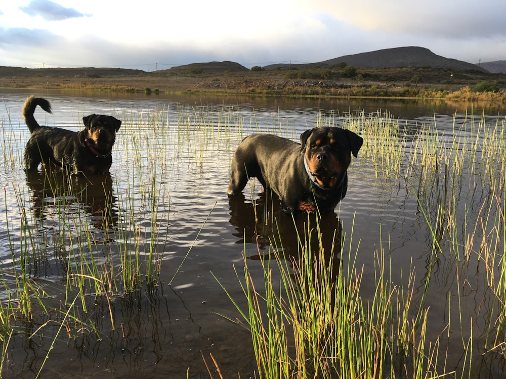 2 chiens noirs et bruns sur la rivière pendant la journée
