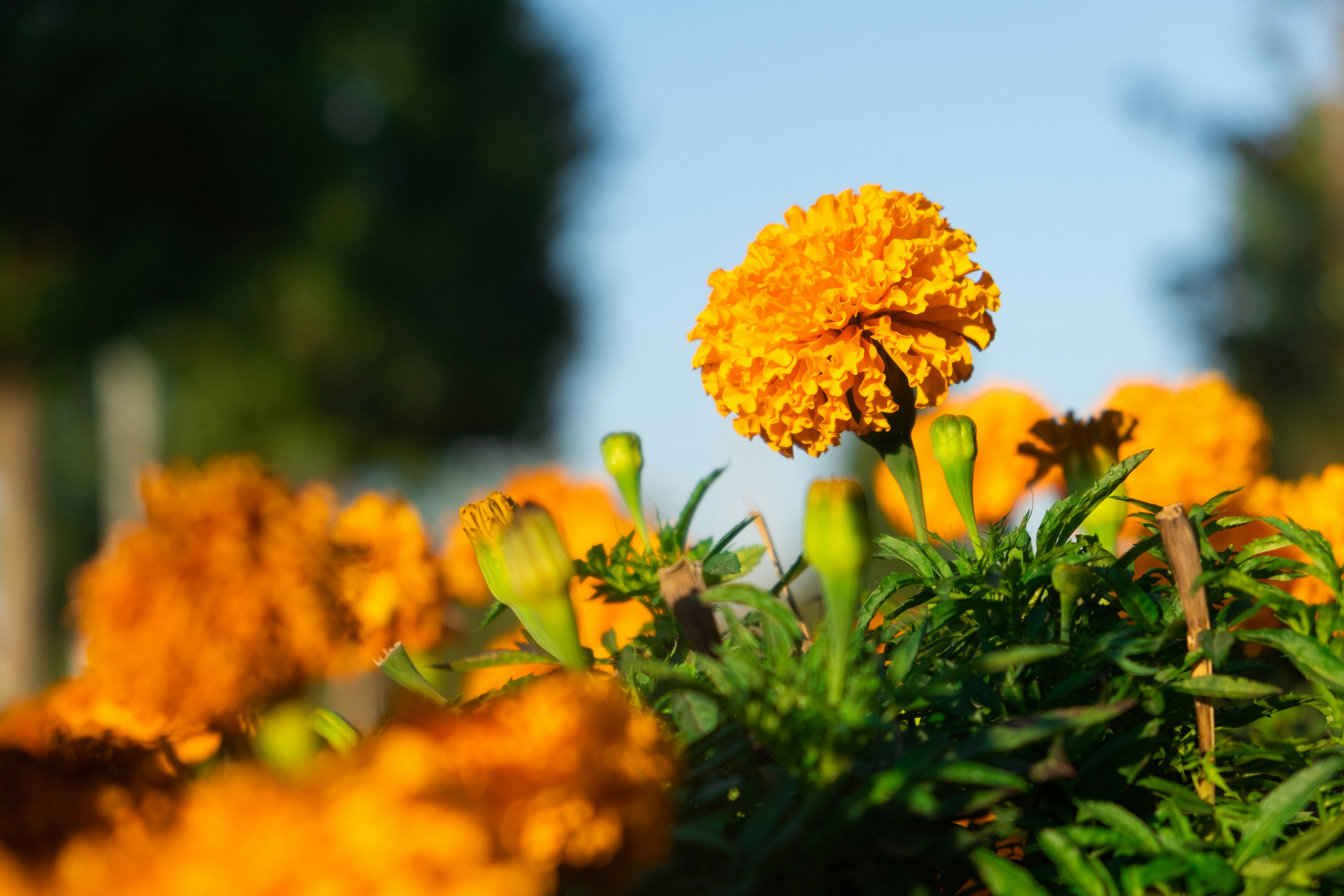 Photo by berkinuregen