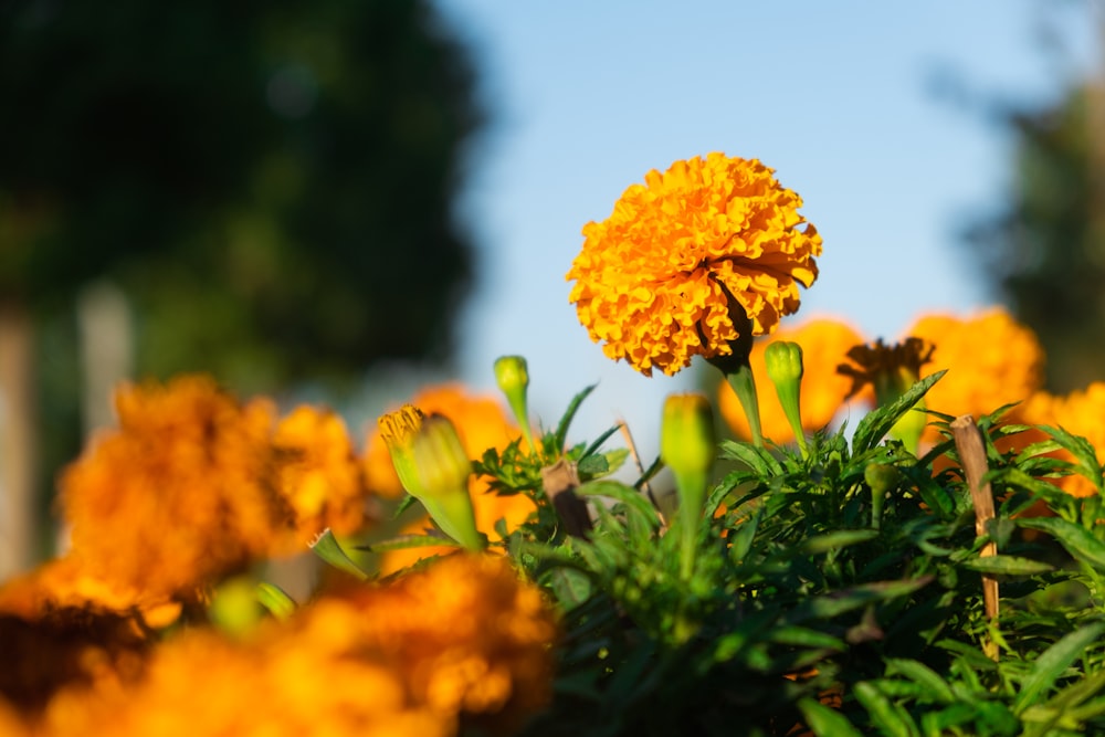 yellow flower with green leaves