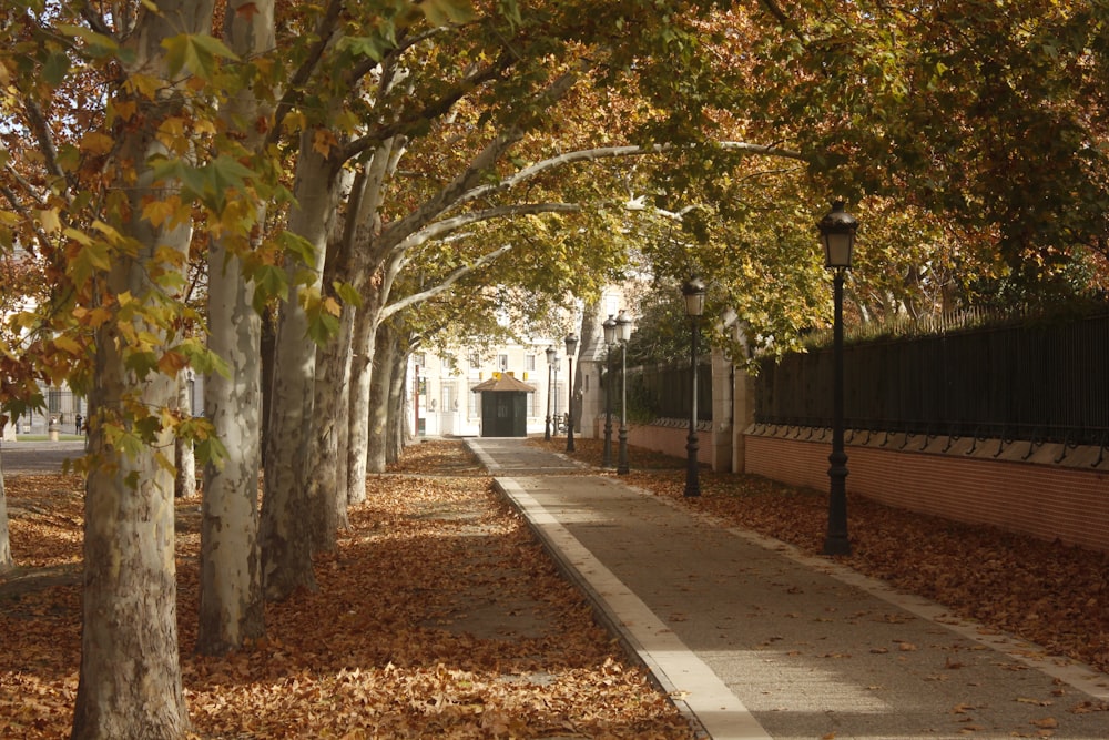 brown leaves on gray concrete pathway