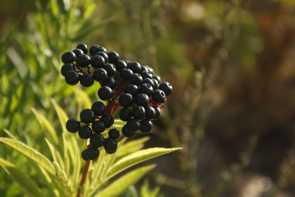 black and red round fruits