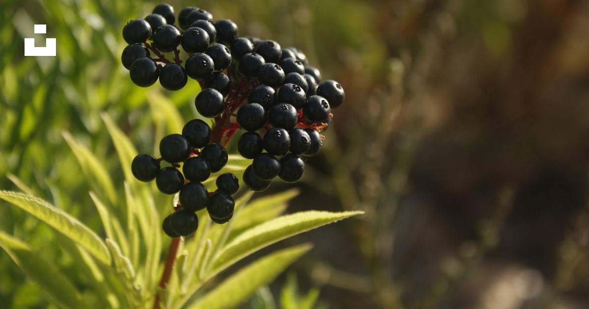 Fruits ronds noirs et rouges photo – Photo Plante Gratuite sur Unsplash
