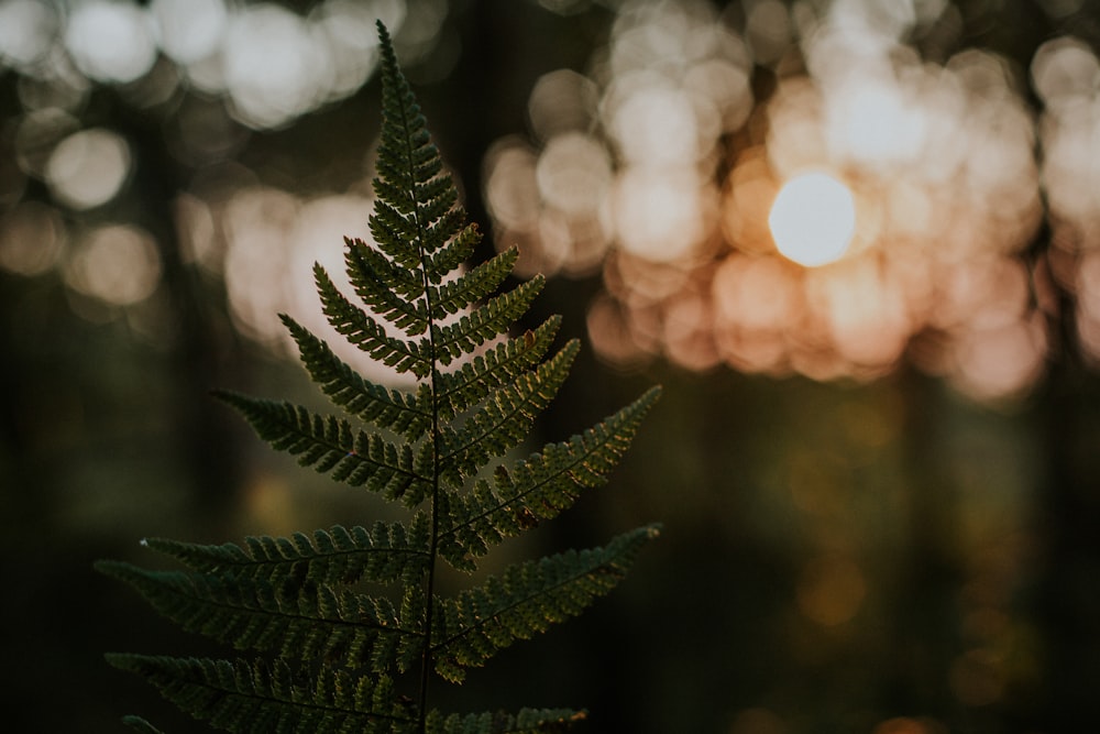 green pine tree leaves with bokeh lights