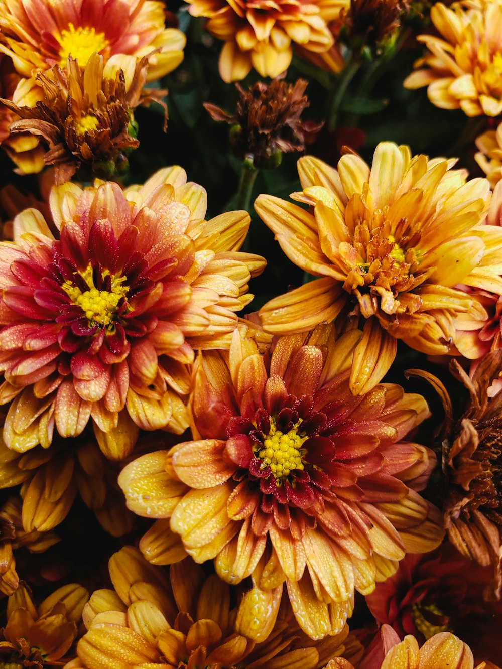 yellow and red flower in macro lens photography