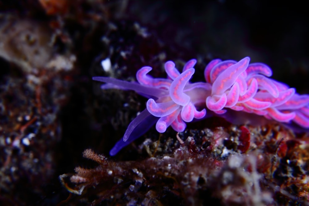 purple and white sea creature