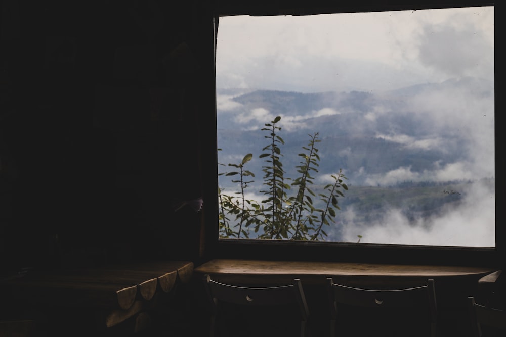 green plant near window during daytime