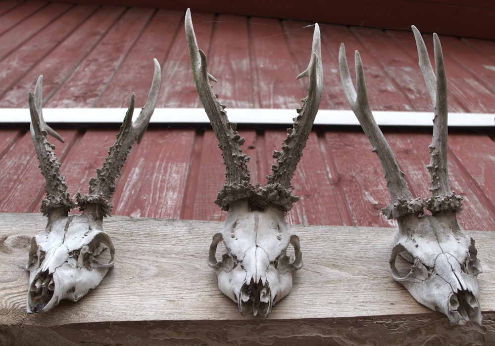 white and black animal skull on brown wooden table