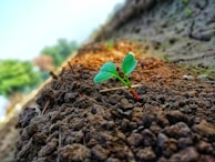 A small green plant seedling emerges from the rich, brown soil in a field. The seedling has two vibrant green leaves and a thin red stem. The background is slightly blurred, with more soil and plants visible, giving a sense of a farming or gardening environment. The focus on the seedling highlights its freshness and new beginnings.
