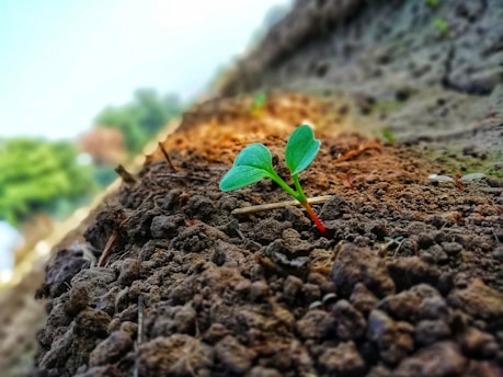 A small green plant seedling emerges from the rich, brown soil in a field. The seedling has two vibrant green leaves and a thin red stem. The background is slightly blurred, with more soil and plants visible, giving a sense of a farming or gardening environment. The focus on the seedling highlights its freshness and new beginnings.