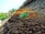 A small green plant seedling emerges from the rich, brown soil in a field. The seedling has two vibrant green leaves and a thin red stem. The background is slightly blurred, with more soil and plants visible, giving a sense of a farming or gardening environment. The focus on the seedling highlights its freshness and new beginnings.