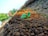A small green plant seedling emerges from the rich, brown soil in a field. The seedling has two vibrant green leaves and a thin red stem. The background is slightly blurred, with more soil and plants visible, giving a sense of a farming or gardening environment. The focus on the seedling highlights its freshness and new beginnings.