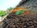 A small green plant seedling emerges from the rich, brown soil in a field. The seedling has two vibrant green leaves and a thin red stem. The background is slightly blurred, with more soil and plants visible, giving a sense of a farming or gardening environment. The focus on the seedling highlights its freshness and new beginnings.