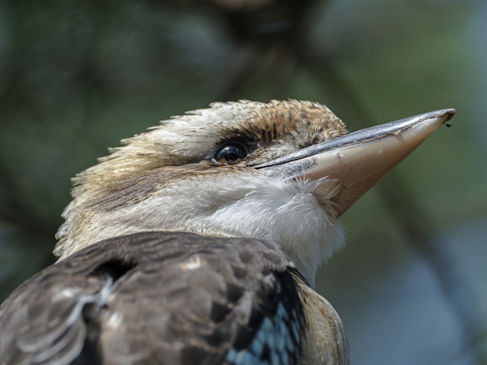 brown and white bird in close up photography