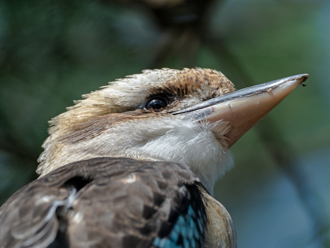 Wildlife photo spot Mount Eliza VIC Upwey