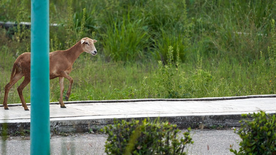 brown short coated dog on gray concrete road