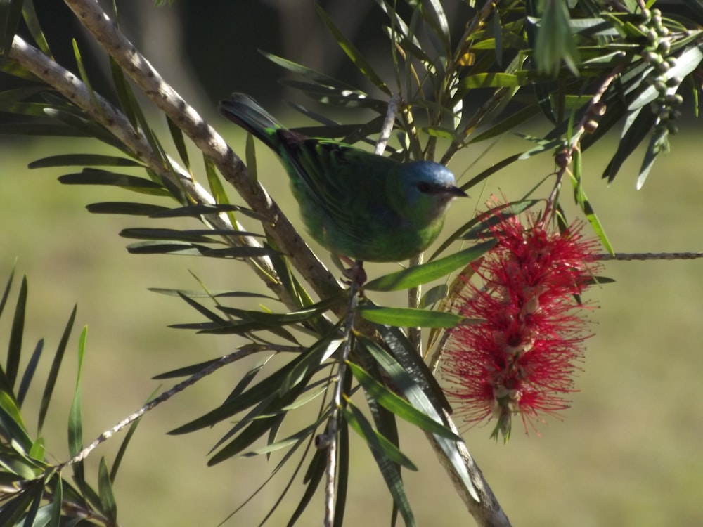 blue and green bird on tree branch