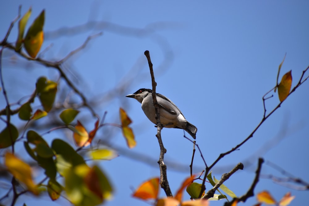 white and black bird on tree branch during daytime