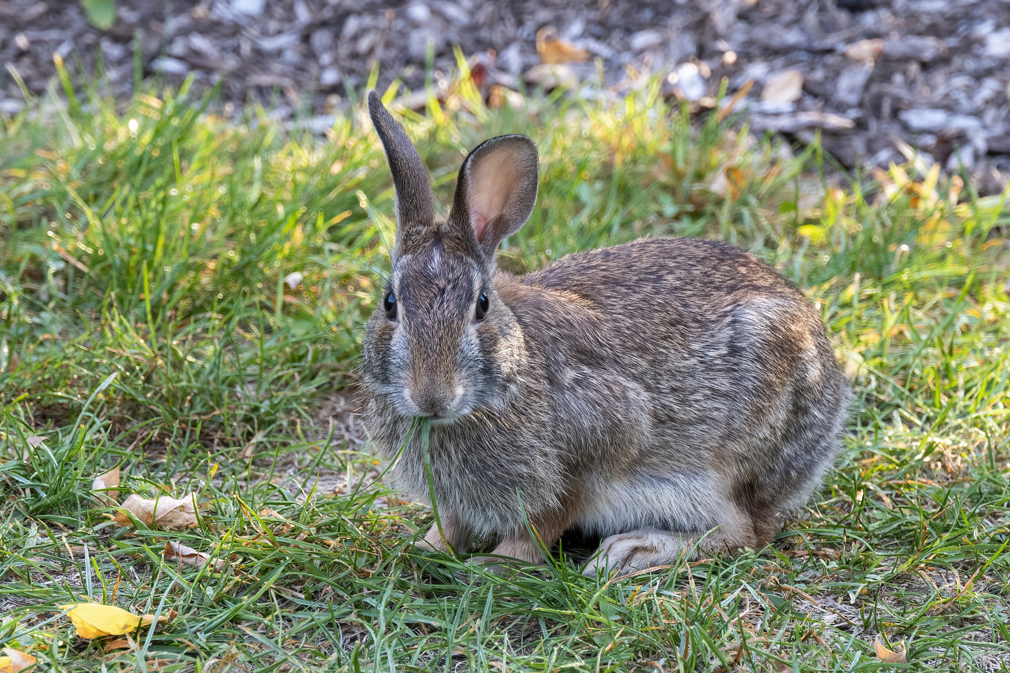 brown rabbit on green grass during daytime mammal zoom background