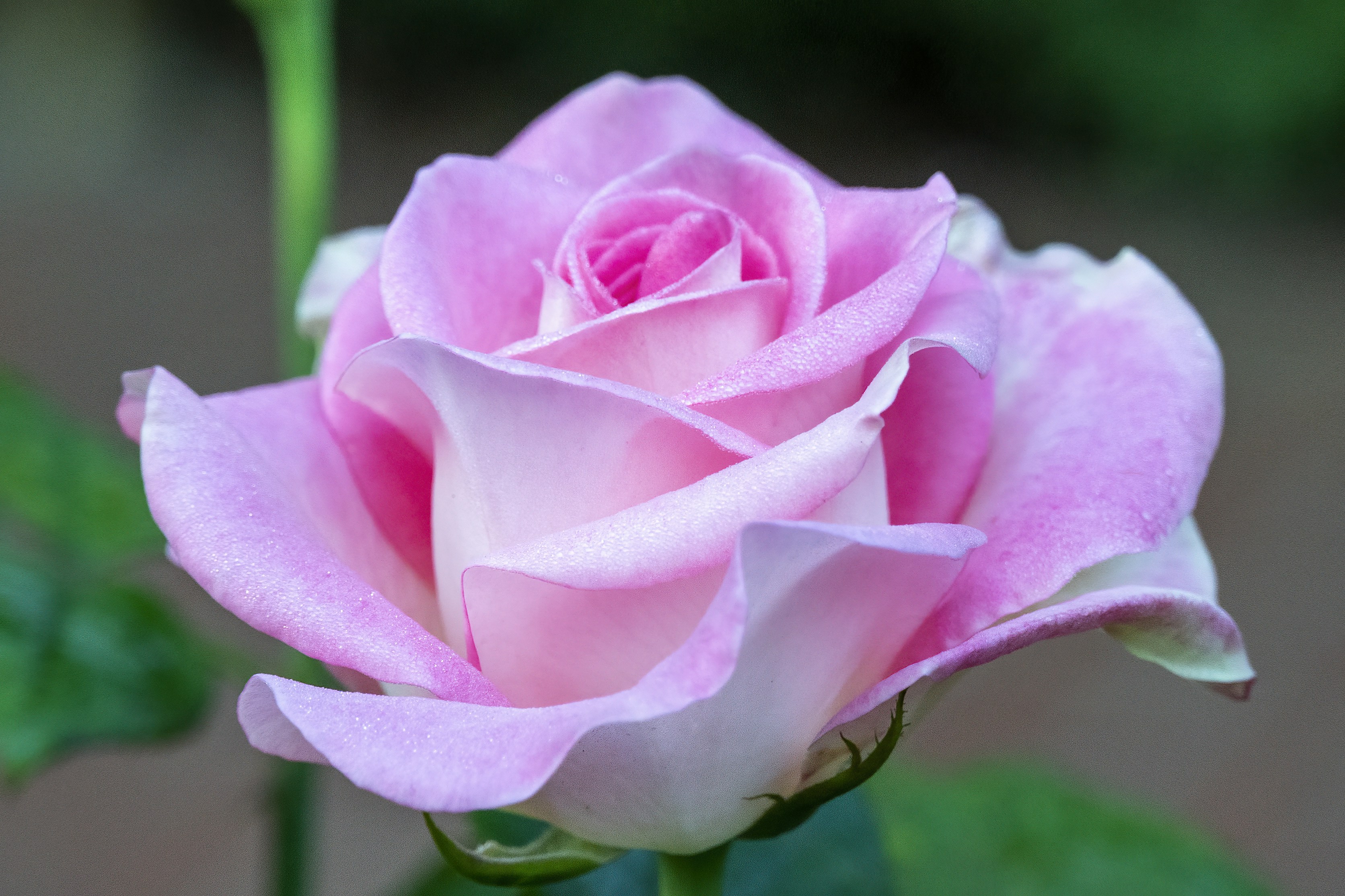 Photo by cholewinski