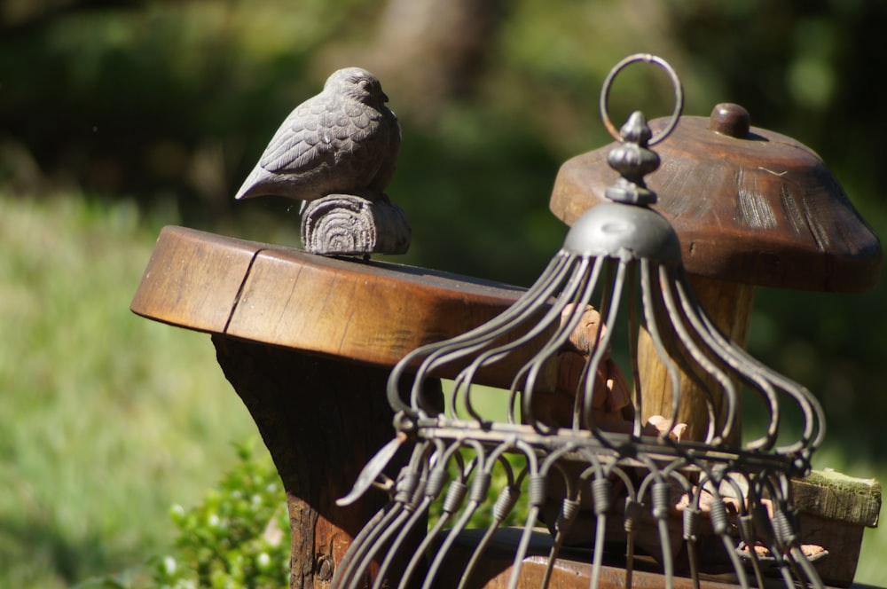 gray bird on brown wooden bird house
